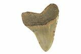 Fossil Megalodon Tooth - North Carolina #269679-2